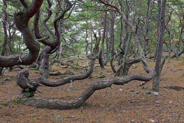 Windswept Scots pine