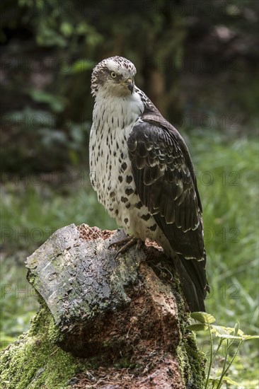 European honey buzzard