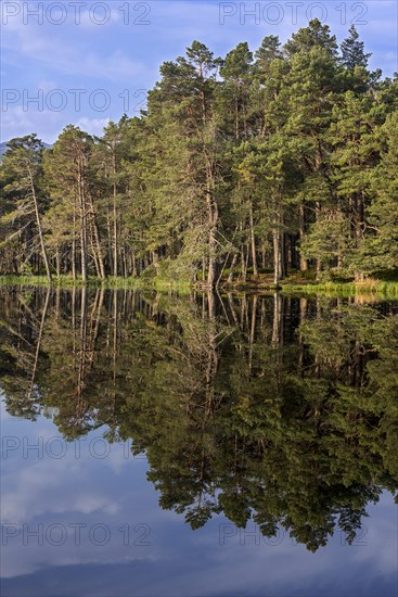 Scots pine trees on the shore of Loch Garten