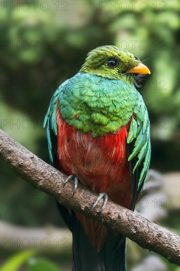 Golden-headed quetzal