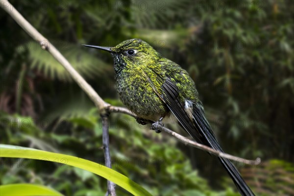 Amazilia hummingbird