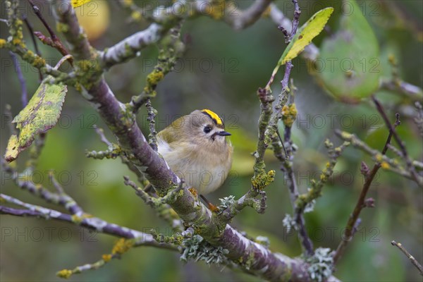 Goldcrest