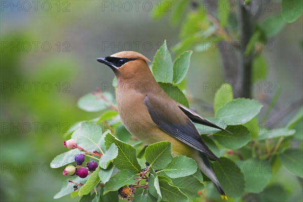 Cedar waxwing