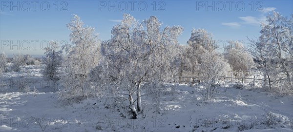 Downy birch