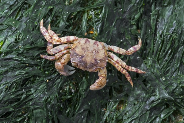 Dead Japanese shore crab