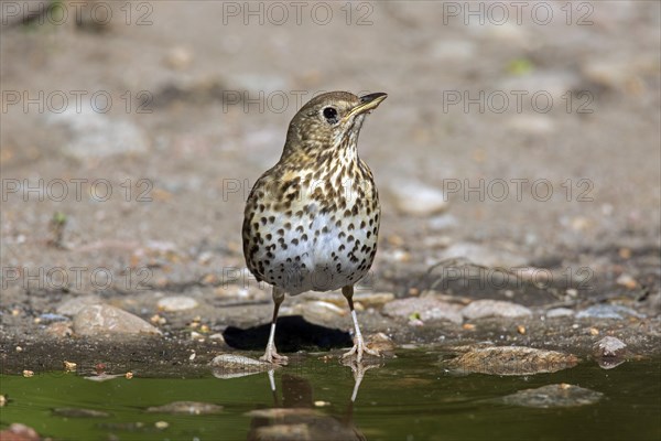 Song thrush