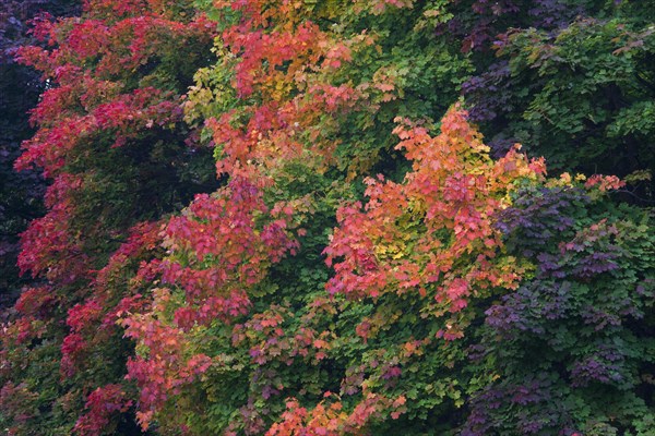 Norway Maple