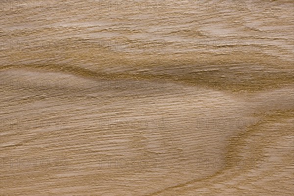 Wood grain of elm