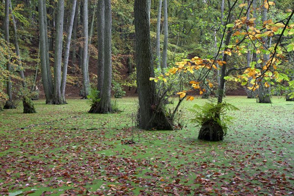 European Alder