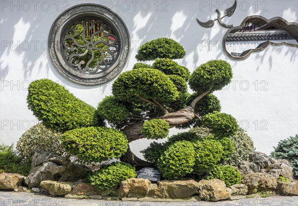 140 year old Hinoki cypress