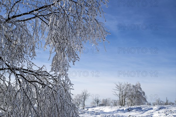 Downy birch