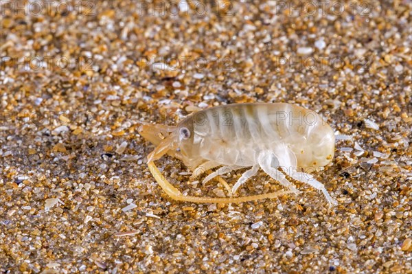 Sand hopper