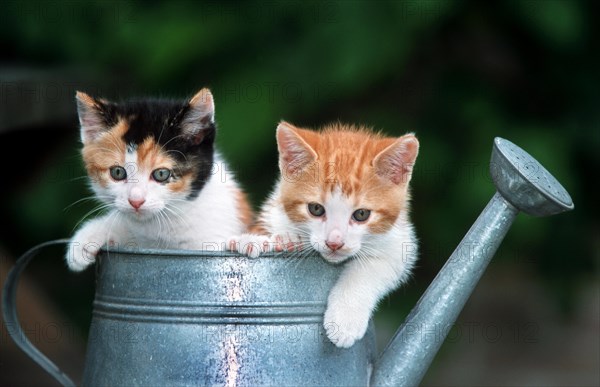 Two cute domestic house cat