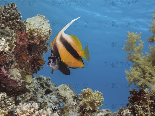 Red Sea bannerfish