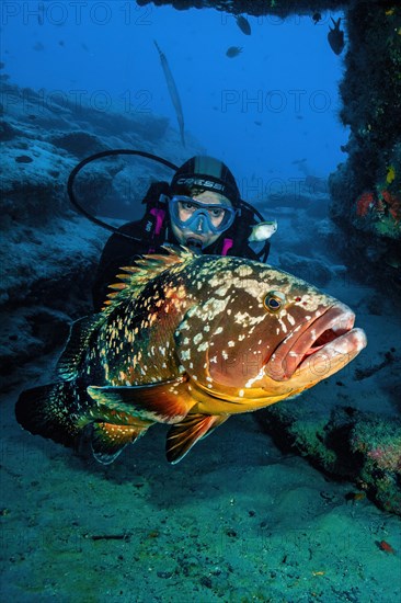 Large dusky grouper
