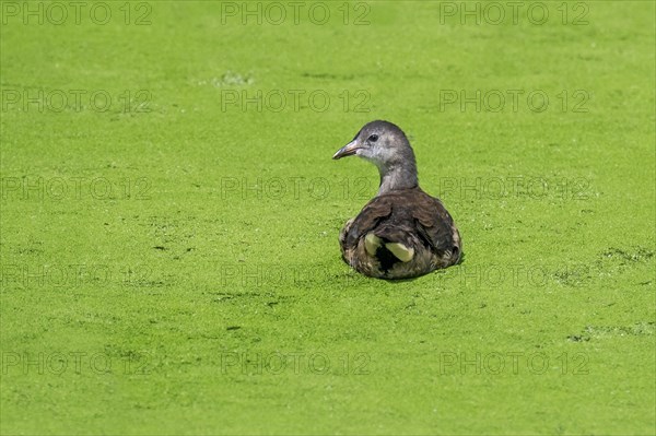 Eurasian common moorhen