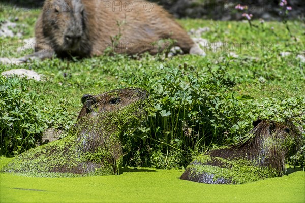 Capybaras