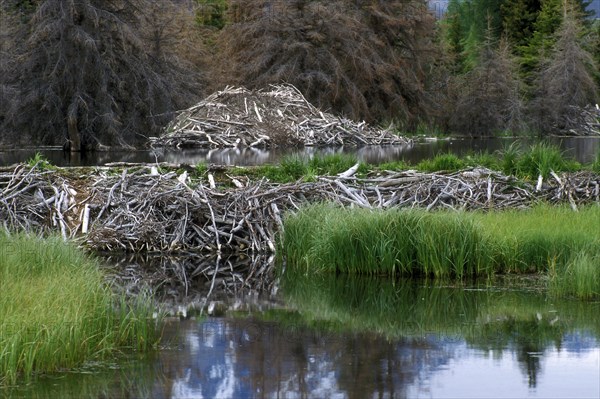 North American beaver