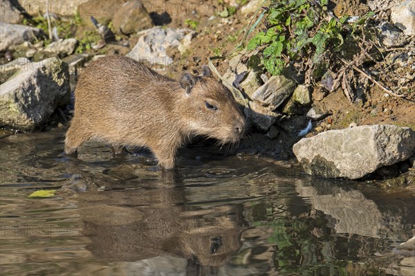 Capybara