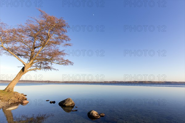 Tree on the shore of Grosser Ploener See