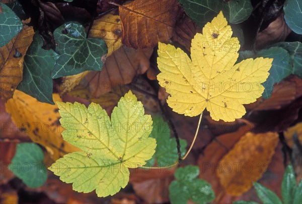 Fallen sycamore maple