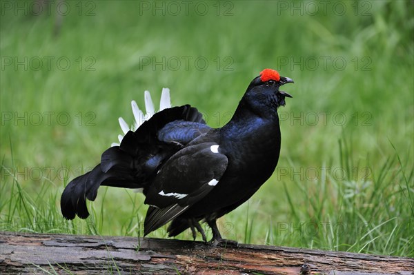 Black grouse