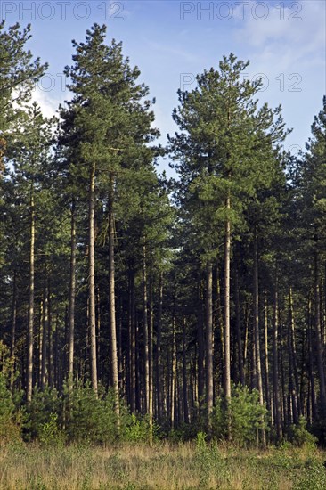 Coniferous forest with European black pines