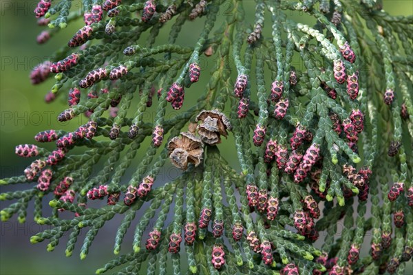 Western red cedar