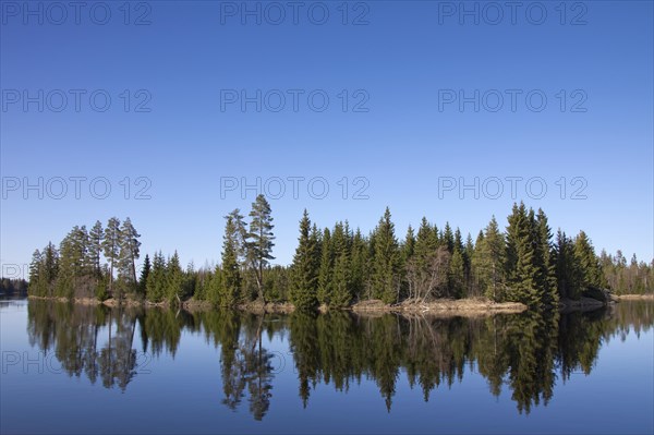 Pine trees along the Vaesterdal River