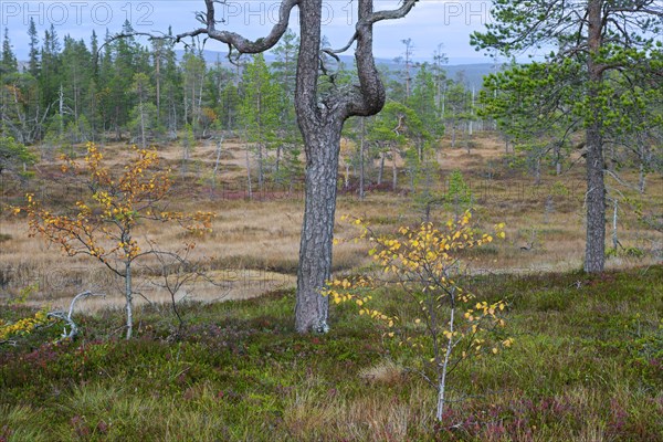 Old Scots pine