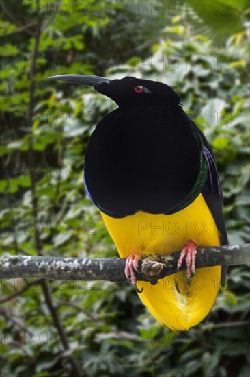 Twelve-wired bird-of-paradise