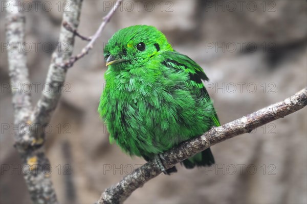 Lesser green broadbill