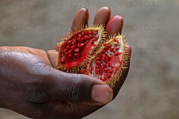 Close-up of mature achiote