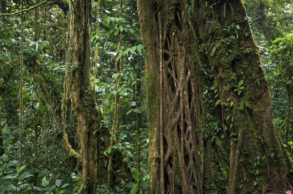 Strangler fig's vines