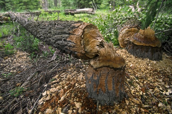 Trees felled by beaver in forest