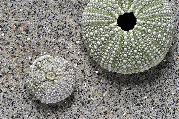 Green sea urchins