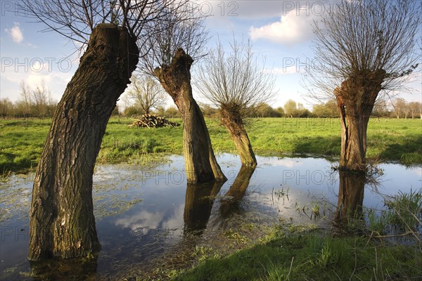 Row of pollarded willow trees