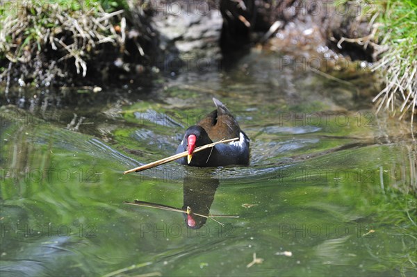 Common Moorhen