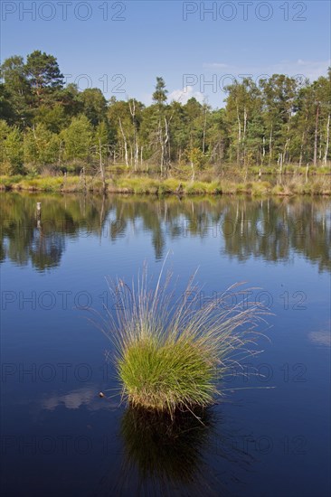 Tussock of purple moor grass