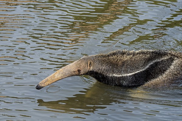 Giant anteater