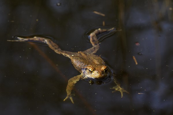 Common toad