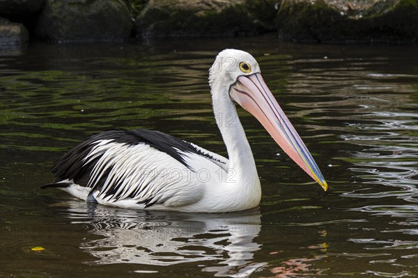 Australian pelican