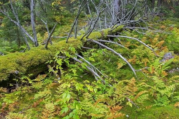 Fallen dead coniferous tree trunk covered in moss and ferns in autumn