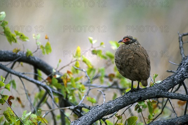 Swainson's Francolin