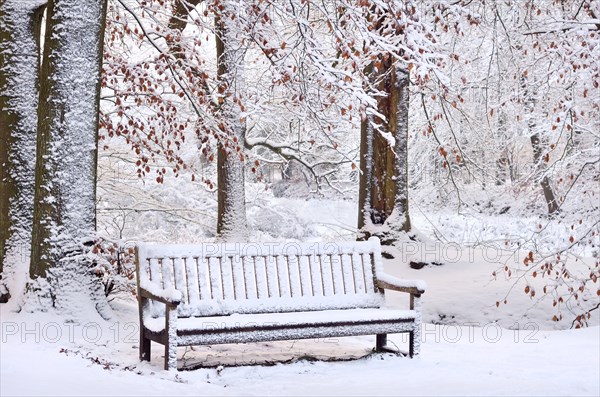 Bench covered in snow in beech forest in winter