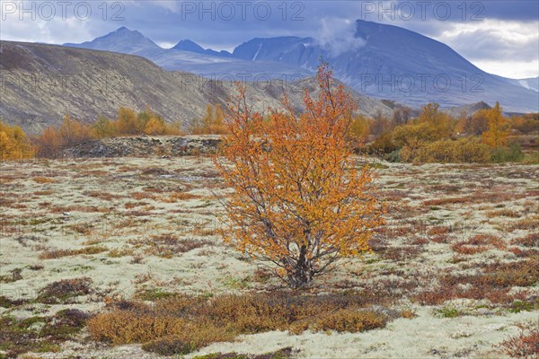 European white birch