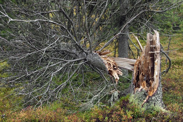 Broken pine tree trunk left to rot in old-growth forest