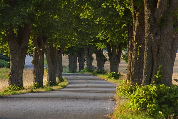 Lime trees