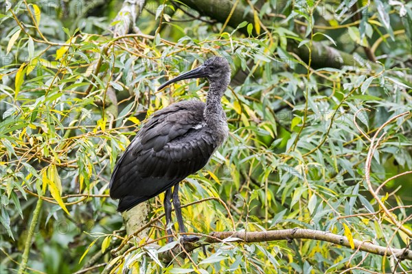 Hadeda ibis