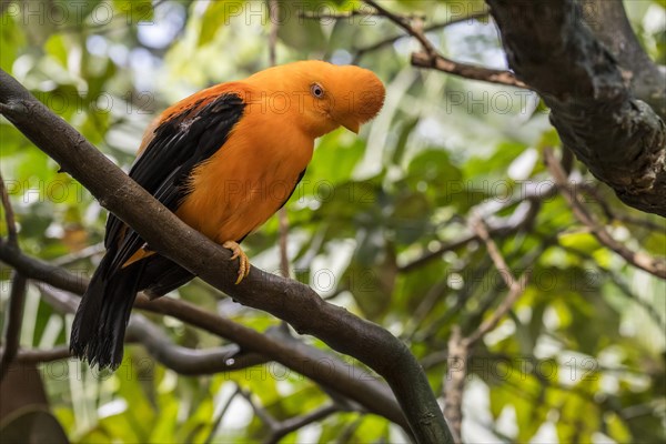 Andean cock-of-the-rock